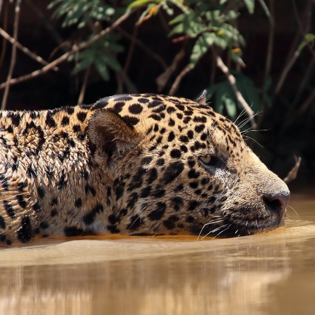 Jaguar swimming