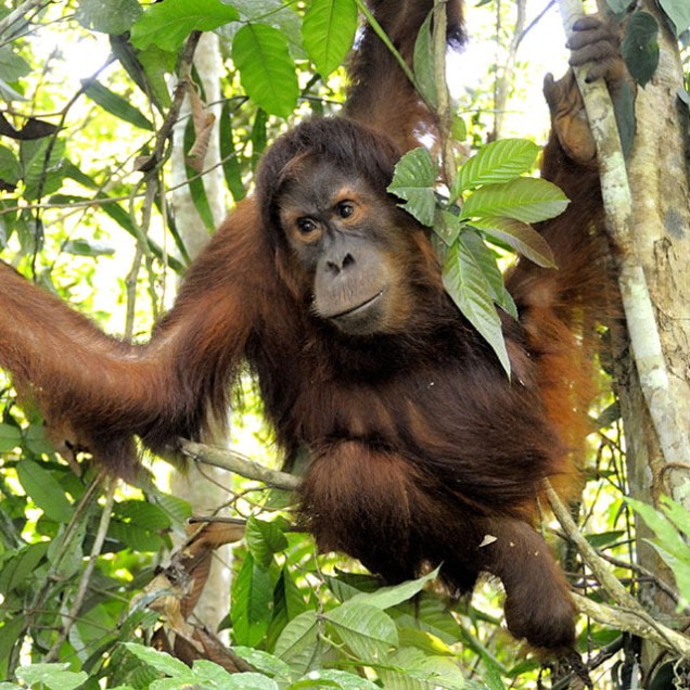 orangutan in a tree