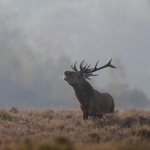 A red deer stag roars during the autumn rut in Hampshire