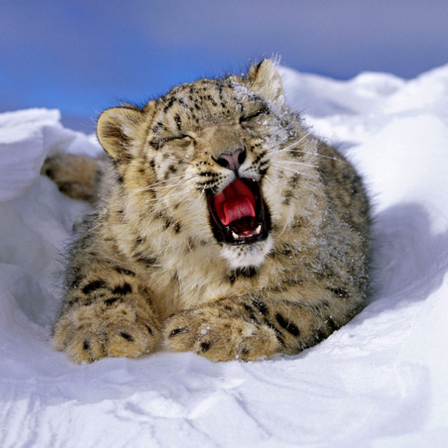 snow leopard lying down in the snow yawning