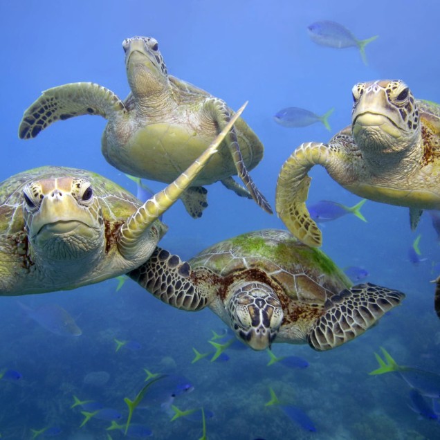 4 green turtles swimming together in the Great Barrier Reef