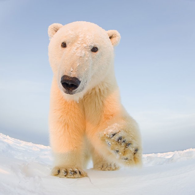 a polar bear walking toward a remote operated camera, with its paw raised