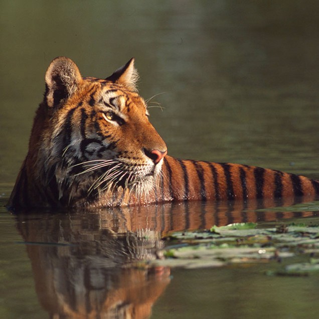 A tiger swimming in a river