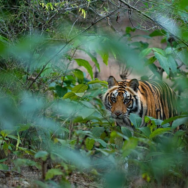 Tiger at Bandhavgarh National Park India