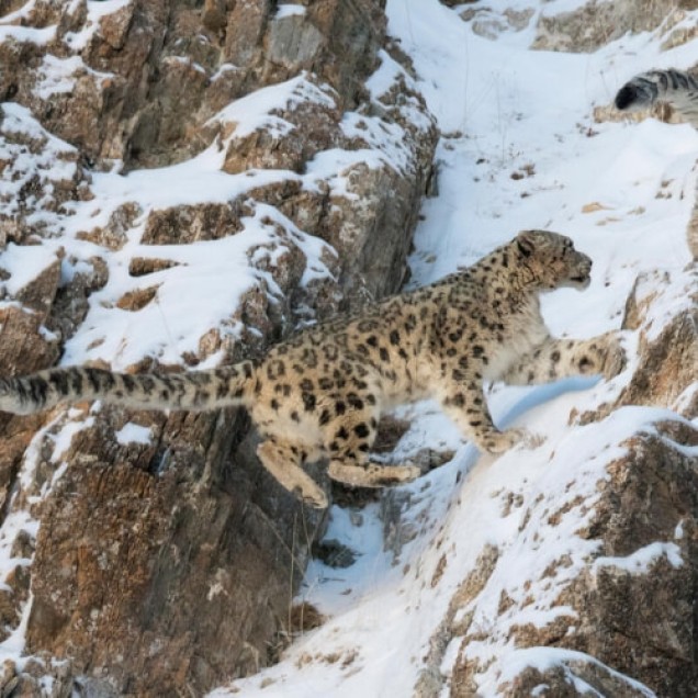 Snow leopard climbing snowy rocky slope