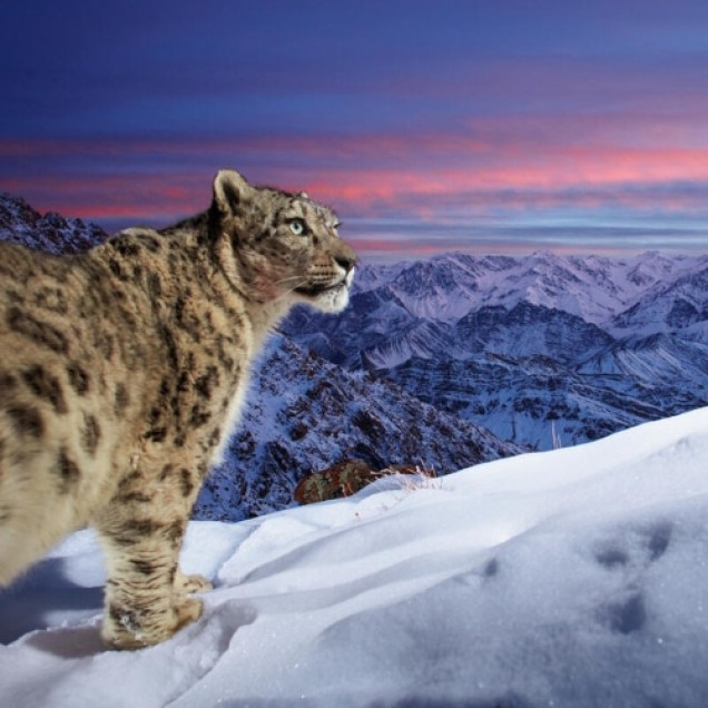wild snow leopard high up in snowy mountains