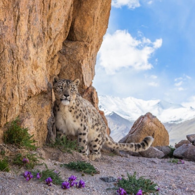 A wild snow leopard trapped against the wall in Himalayan mountains