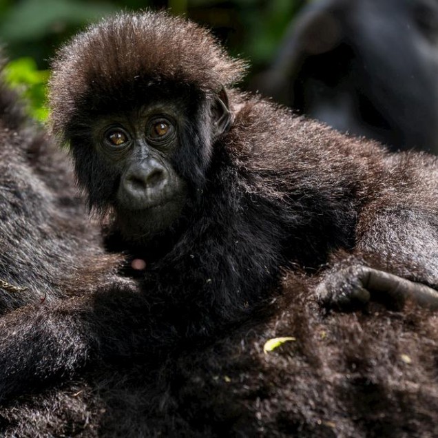 Gorilla Baby with mother
