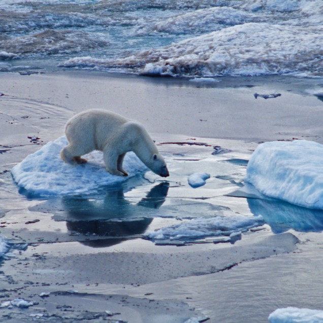 A polar bear on melting ice in the arctic