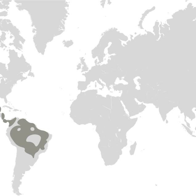 Map graphic detailing jaguar habitat range 