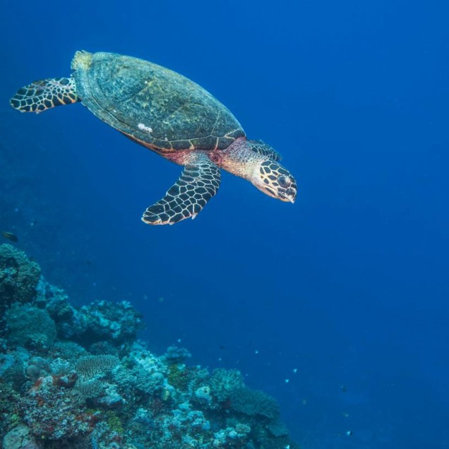 Hawksbill turtle on the reef off northern Kia Island