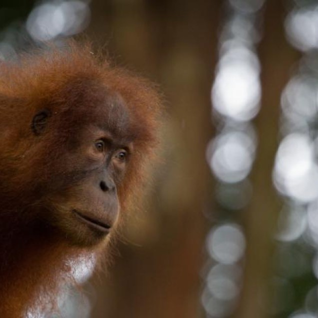 Orangutan peering out from behind a tree