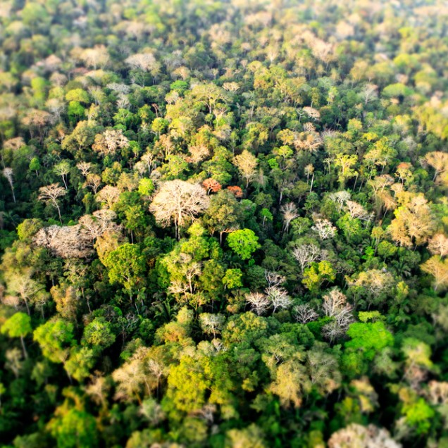 Arial Shot of trees in Amazon Rainforest