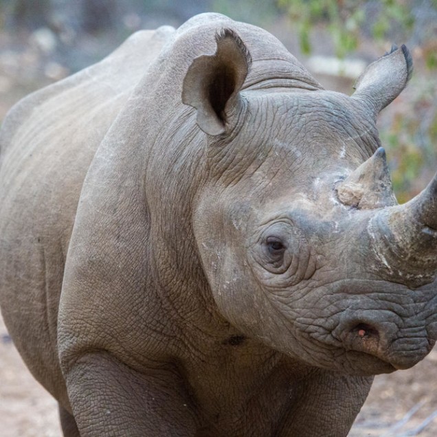 Close up of a young rhino walking toward the camera