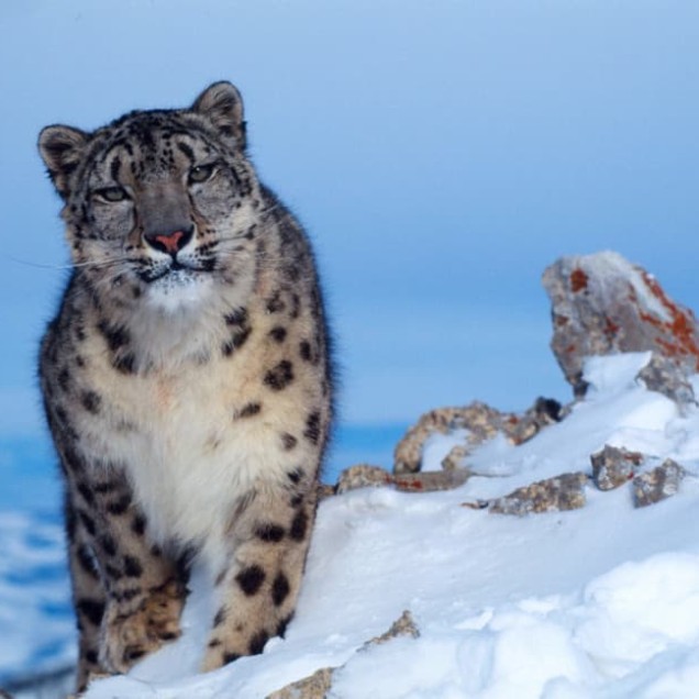 Snow Leopard in the snow