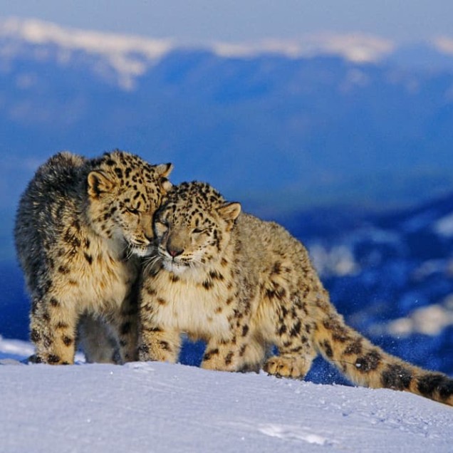 Snow Leopard Pair In Alpine habitat