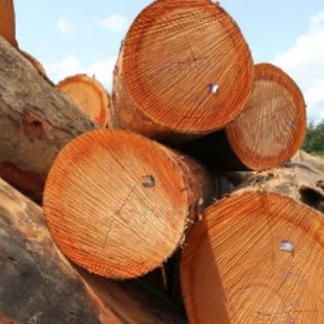 a close up view of unprocessed, chopped up wood 
