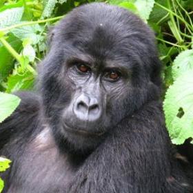 Adopt a Gorilla  Symbolic Adoptions from WWF