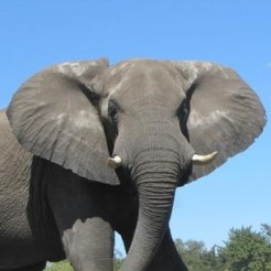Close up of an Elephant in Botswana Africa