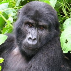 Face portrait of mountain gorilla