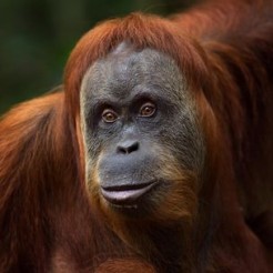 Close up of a Sumatran orangutan