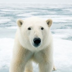Polar Bear standing on sea ice