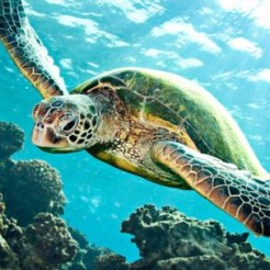 Green turtle swimming over coral