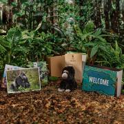 gorilla welcome pack with background