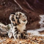 snow leopard cuddly toy with background