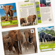 WWF Elephant Adoption Updates