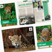 WWF Jaguar Adoption Updates