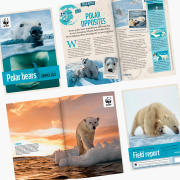 WWF Polar Bear Adoption Updates