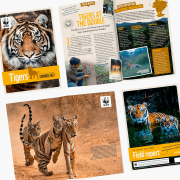 WWF Tiger Adoption Updates