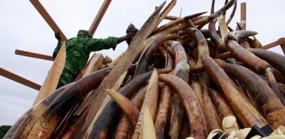 Pile of Elephant Tusks, Ivory
