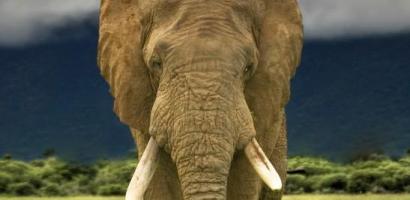 Elephant adoption
