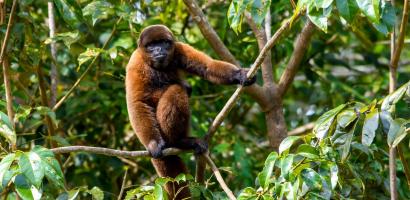 Chiribiquete Monkey