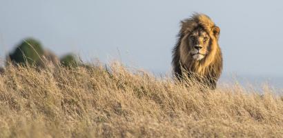 Male Lion, Namiri Plains