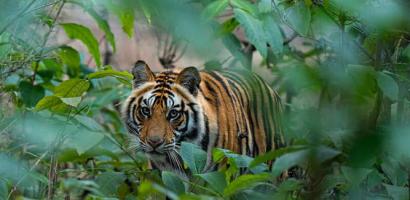 Tiger at Bandhavgarh National Park, India
