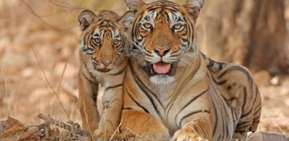 Bengal tiger with cub