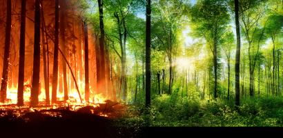 Image of a forest fire transitioning into a lush green forest