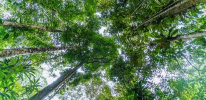 Amazon Trees
