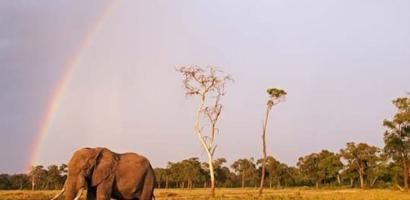 elephant rainbow