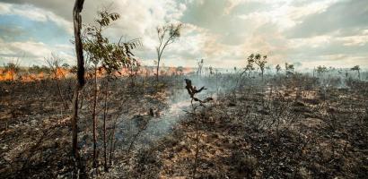 A forest in the Cerrado is almost fully burned down with barely any vegetation left. A fire still burns in the distance.