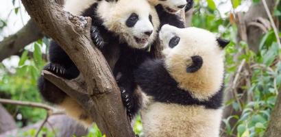 DIY Fundraising Pandas