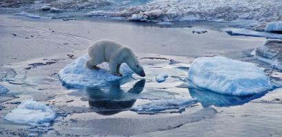 A polar bear on melting ice in the arctic