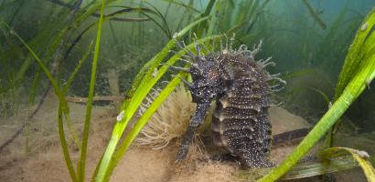 Seahorse