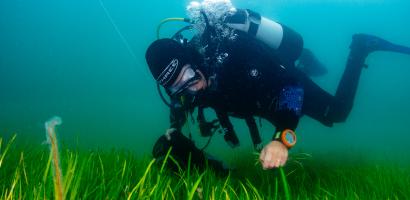 Seagrass Diver