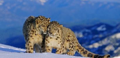 Snow Leopard Pair In Alpine habitat