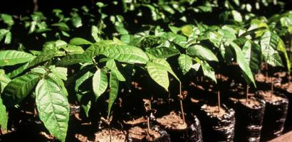 Tree Saplings