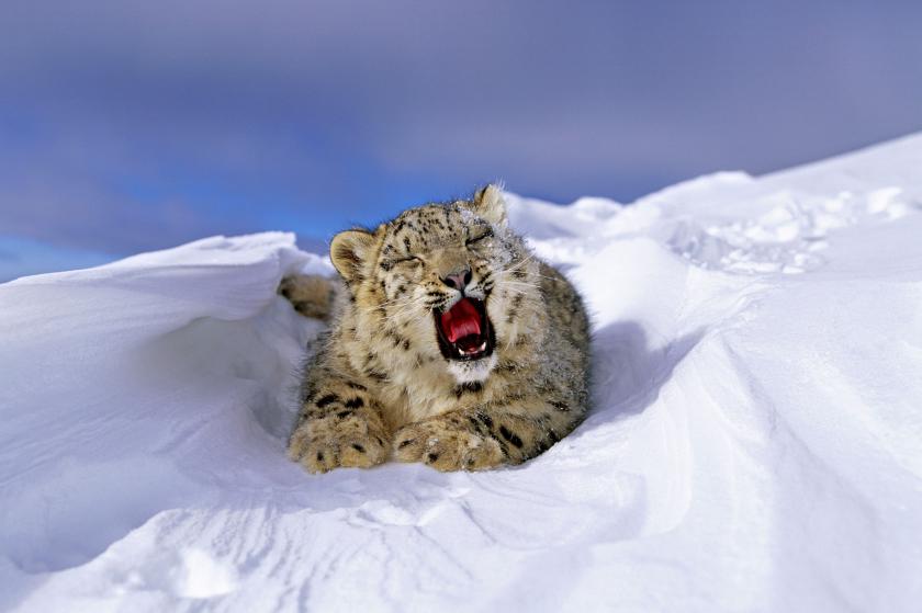 snow leopard